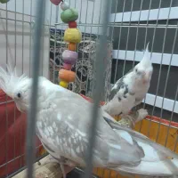 یه جفت عروس هلندی|پرنده|قم, ولیعصر|دیوار