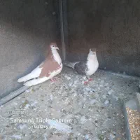 کفتر شیرازی