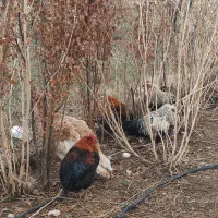 خروس ،اردک ،بوقلمون