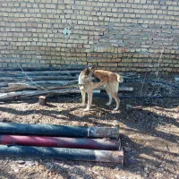 واگذاری سگ پلیسی بلژین