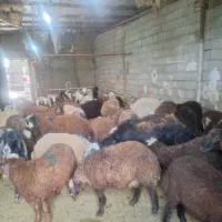 گوسفند گوشتی   مغان افشار  کاملا بهداشتی