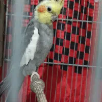 دوعدد عروس هلندی مولد کار داده