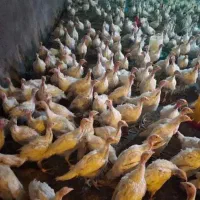 بوقلمون بیوتی ۶