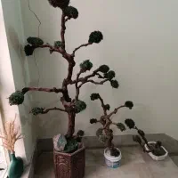 درختچه جاویدان