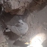 کیوتر تهرونی یا شیخ شیرازی