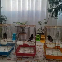 ۳ عدد مینا ۱۰ ماهه(نر)