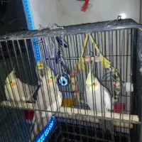 قفس پرنده طوطی هندی قناری عروس هلندی نر ماده|پرنده|قرچک, شهرک گلها|دیوار