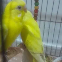 مرغ عشق|پرنده|مسجد سلیمان, |دیوار