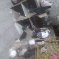 کبوتر رمکان|پرنده|قشم, |دیوار