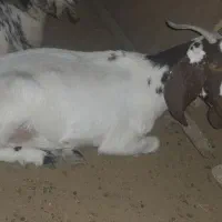 بزه گوشتی|حیوانات مزرعه|کرباسک, |دیوار