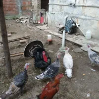 بوقلمون نر و ماده|حیوانات مزرعه|گلوگاه, |دیوار