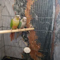 طوطی|پرنده|ری, دیلمان|دیوار