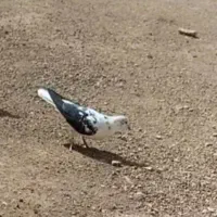 کبوتر|پرنده|ایجرود, |دیوار