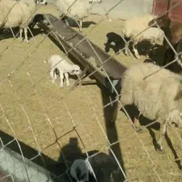 میش زاییده|حیوانات مزرعه|دلیجان, |دیوار