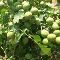 نهالستان فروش ویژه صنوبر و میوه و گردو تضمینی