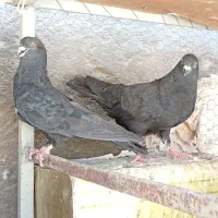 کفتر پرشی