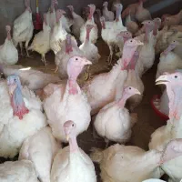 بوقلمون زنده