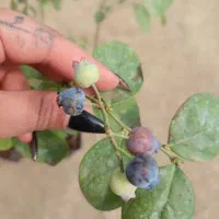 نهال بلوبری امرالد آمریکایی پربار و لوکس و پرسود|خدمات باغبانی و درختکاری|رشت, منظریه|دیوار