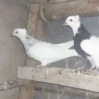 کبوتر طوقی وشازده|پرنده|چادگان, |دیوار