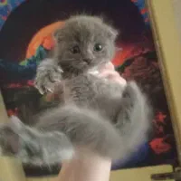 بیرتیش اسکاتیش/بلو دبل فلد/۲ماهه اصیل/آپارتمانی|گربه|فردیس, شهرک ناز|دیوار