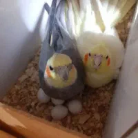 چهار جفت عروس هلندی رو تخم و جوجه|پرنده|قم, ارم|دیوار