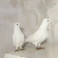 کبوتر درجه یک