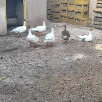غاز‌‌درشت