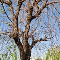 درخت چوب اره برقی هرس کاری قطع درخت رفع خطر|خدمات باغبانی و درختکاری|تهران, قیطریه|دیوار