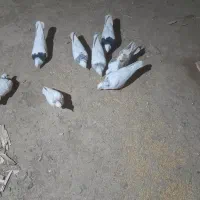 کبوتر فروشی