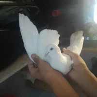 کبوتر یجایی