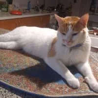 پیشی ناز|حیوانات|تهران, مینی‌سیتی (شهرک نفت)|دیوار