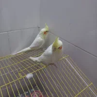 طوطی|پرنده|دزفول, |دیوار