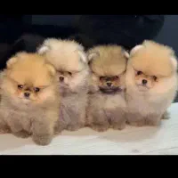 فروش سگ پا مرنیان