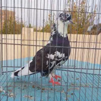 کبوتر پرشی و دمگیر شکار سهره قناری قفس