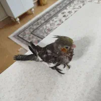 جوجه عروس هلندی