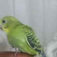 فروش 1جوجه مرغ عشق سرلاکی 30روزه