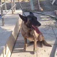 یک قلاده سگ مالینویز اصیل