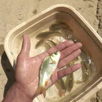 بچه ماهی کپور و امور و فیتو فاگ