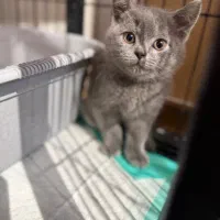 گربه بریتیش و اسکاتیش