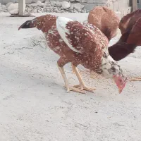 دو مرغ تخم گذار و خروس لاری ..