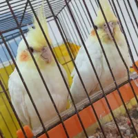طوطی عروس|پرنده|سنگر, |دیوار