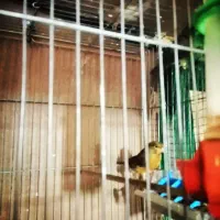 قناری شلاقی درجه 1