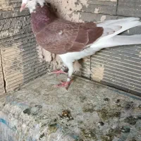 کبوتر پرشی دمگیر تهرونی جوجه کاشونی غریب|پرنده|اصفهان, ارزنان|دیوار