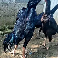 تخم مرغ اوشامو