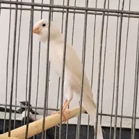 قناری نره|پرنده|کرمانشاه, |دیوار