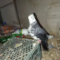 باسلام کفتر به شرط دوری|پرنده|اهواز, شهرک اکباتان|دیوار