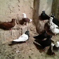 کبوتر پرشی|پرنده|کاکی, |دیوار