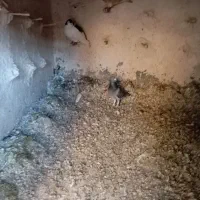 ۲۸عدد کبوتر بمب