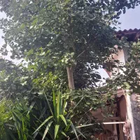 فروش انواع گل لوکس|گل و گیاه طبیعی|رحیمآباد, |دیوار