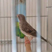 یاسمین طوسی نر (قناری سهره فنچ طوطی)|پرنده|تهران, کرمان|دیوار